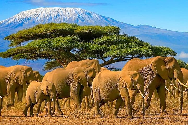 Amboseli national park