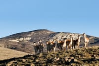El Calafate Safari Experience 3