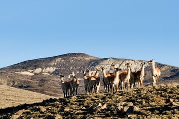 El Calafate Safari Experience