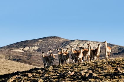El Calafate Safari Experience