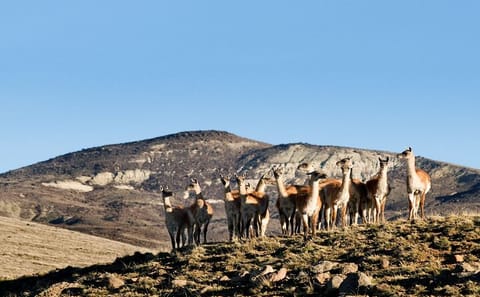 ATV Safari Tour in El Calafate and Lago Argentino