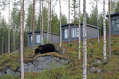 JUHANNUS 23. - 26.6.2022 Karhun katselua Luxus-mökistä