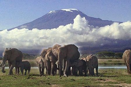 Private Safari Adventure in Amboseli National Park from Nairobi