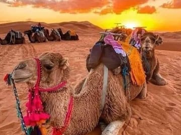 Luxury 2-Day Desert Adventure from Fes to Azrou and Erfoud