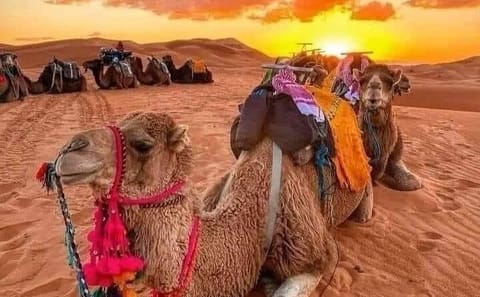 Luxury 2-Day Desert Adventure from Fes to Azrou and Erfoud