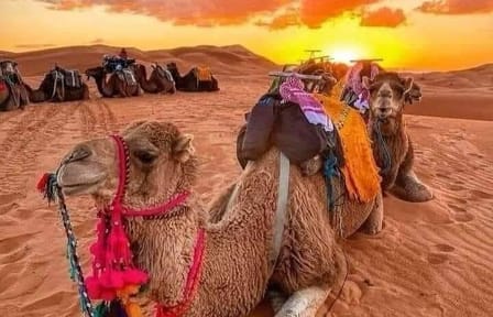 Luxury 2-Day Desert Adventure from Fes to Azrou and Erfoud