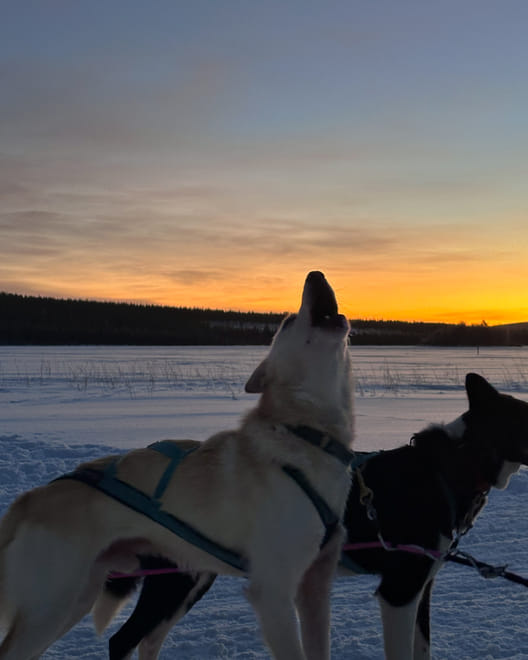 Rovaniemi: Insider Husky Sleigh Ride Adventure