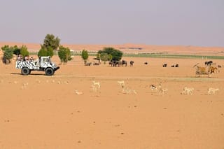 An Exciting Adventure on an Open Safari Vehicle at Nova Park