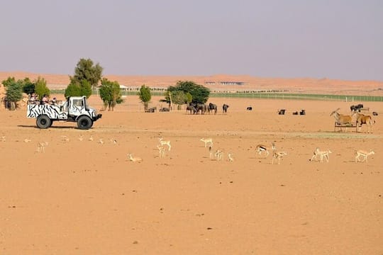 An Exciting Adventure on an Open Safari Vehicle at Nova Park