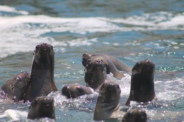 Sea Lion Swimming Tour at Palomino Islands, Callao