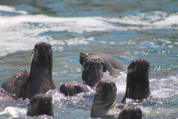 Palomino Islands Sea Lion Swimming Tour 4