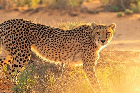 Bo-Kaap, Cheetah Outreach Firgrove & Stellenbosch Wine Tasting
