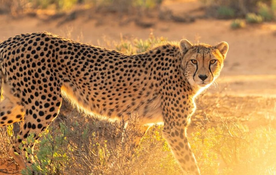 Bo-Kaap, Cheetah Outreach Firgrove & Stellenbosch Wine Tasting