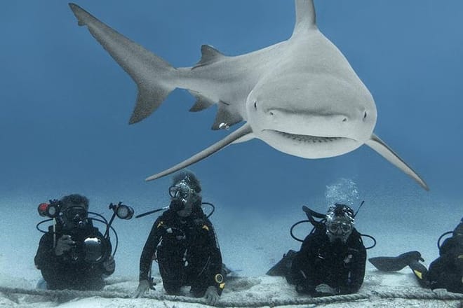 Bull Sharks Discovery Diving Tour from Cancun and Riviera Maya photo 5