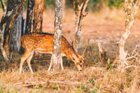 Wilpattu Safari Experience From Kandy 7