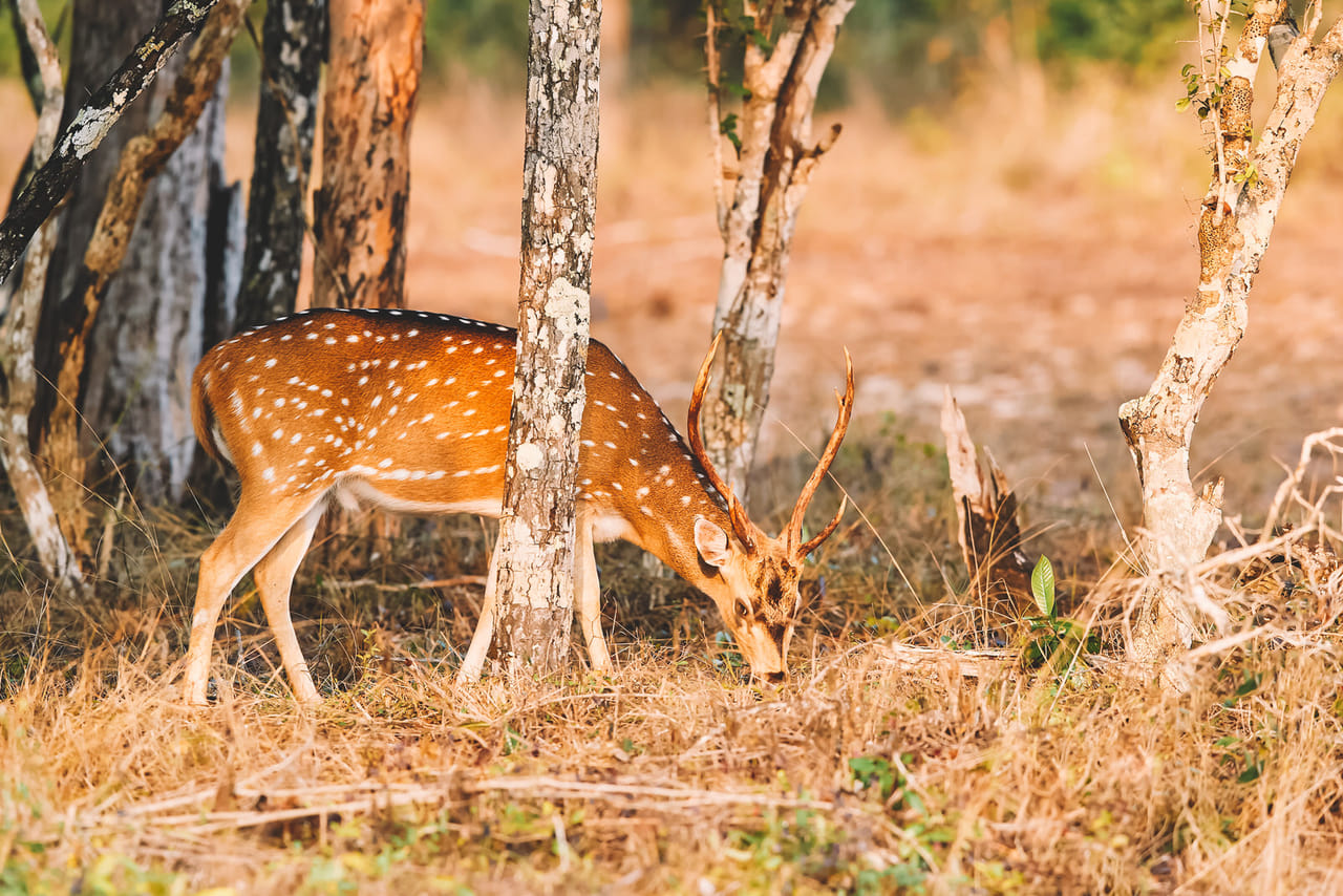 Wilpattu Safari Experience From Kandy 7