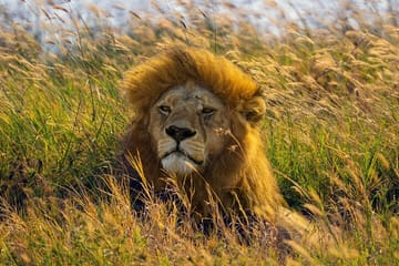 3 Days Amboseli and Tsavo West National Park Safari From Nairobi