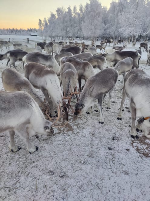 Private Reindeer Herder Day Experience, Rovaniemi, Lapland, Finland