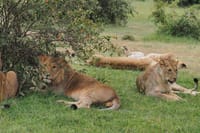 Maasai mara lions
