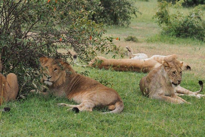 Maasai mara lions