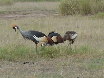 Male and female crown crane foraging