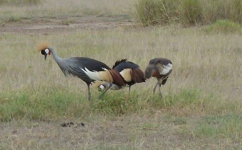 3 Day Maasai Mara Shared Safari In a Land Cruiser