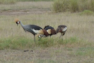 3 Day Maasai Mara Shared Safari In a Land Cruiser