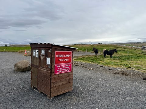 Golden Circle & Meet the Icelandic Horses | English Guide + Selected German Departures, photo 22