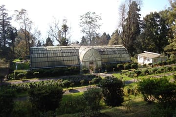 Darjeeling Tea Estate Experience and Cultural Tour