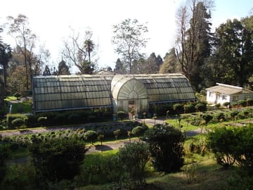 Darjeeling Tea Estate Experience and Cultural Tour