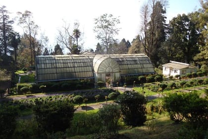 Darjeeling Tea Estate Tour