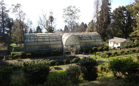 Darjeeling Tea Estate Experience and Cultural Tour