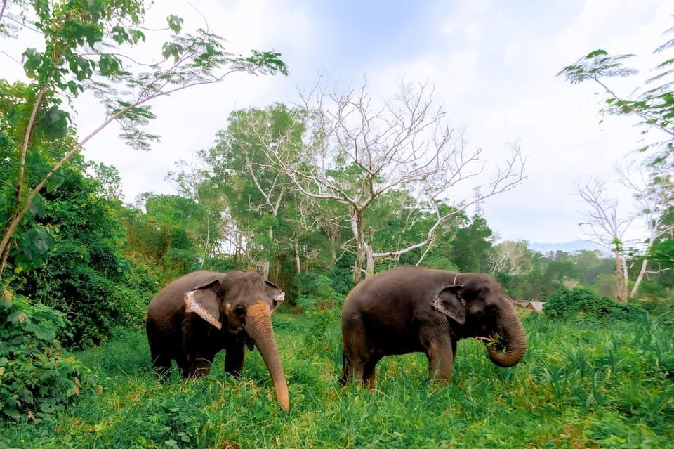 Khao Lak Eco Safari: Elephant Sanctuary Tour