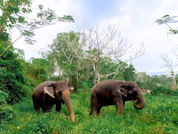 Phuket: Walk and Plant at Elephant Nature Park Visit