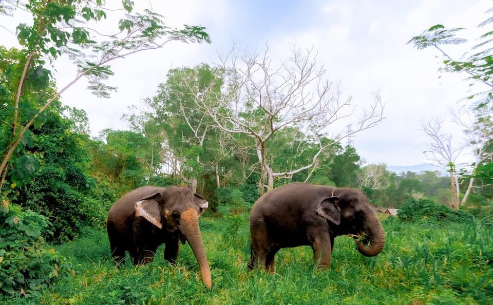 Phuket: Walk and Plant at Elephant Nature Park Visit