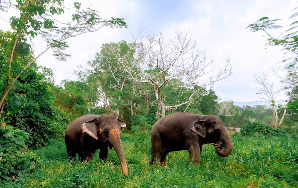Phuket: Walk and Plant at Elephant Nature Park Visit