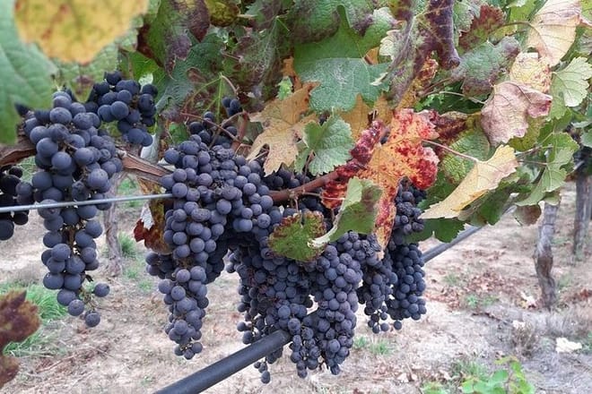 Private Casa Blanca Valley Wine Experience from Santiago 9
