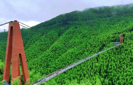 Bamboo Forest Exploration and White Tea Experience from Shanghai