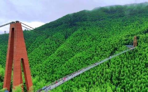 Bamboo Forest Exploration and White Tea Experience from Shanghai