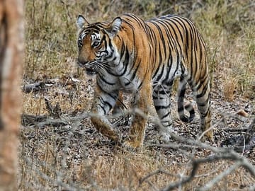 Bengaluru to Nagarhole National Park Wildlife Safari Tour