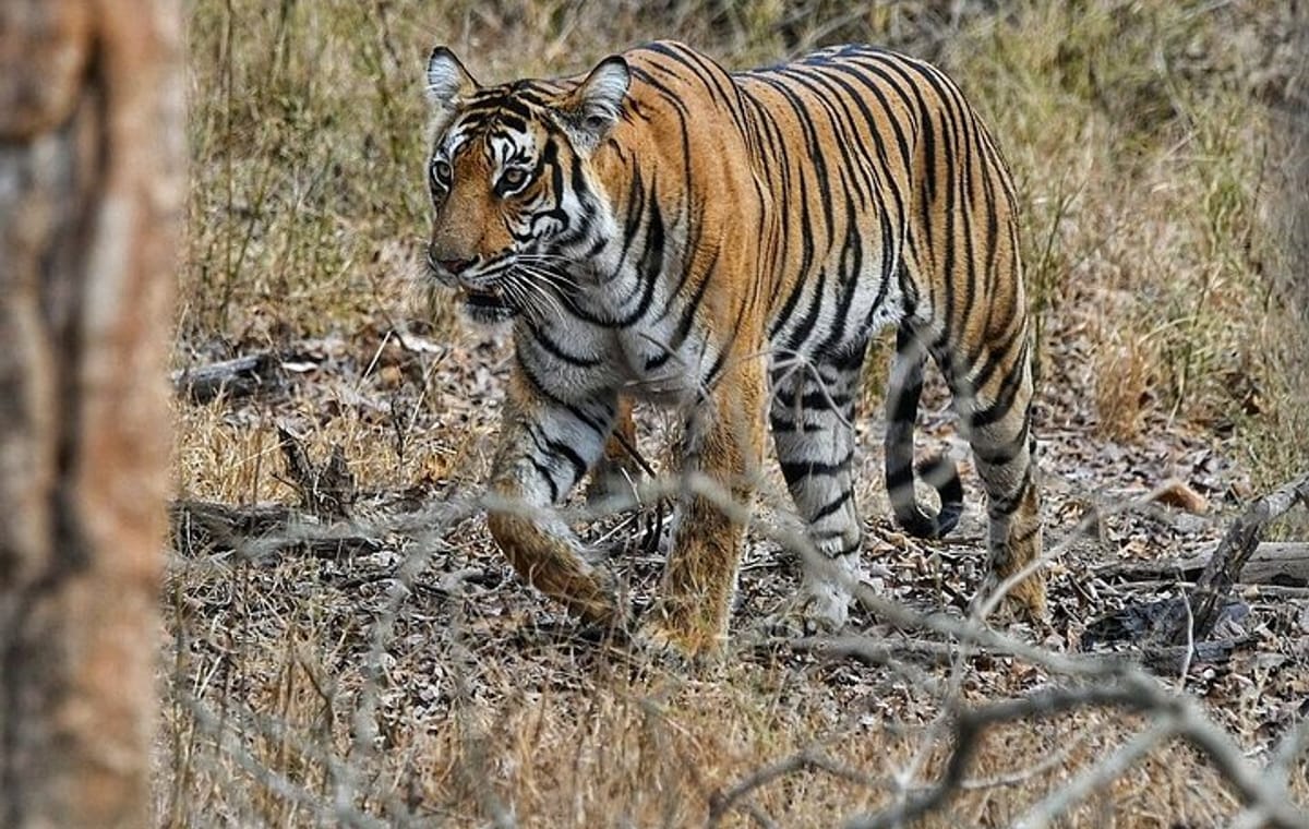 Bangalore to Nagarhole National Park: Wilderness Retreat