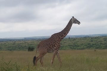 Half Day Nairobi National Park