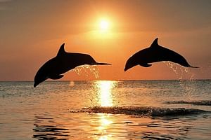 From Pula : Dolphin Watching & Sunset Boat Tour in National Park Brijuni