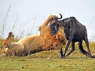 Man eaters lion tsavo east