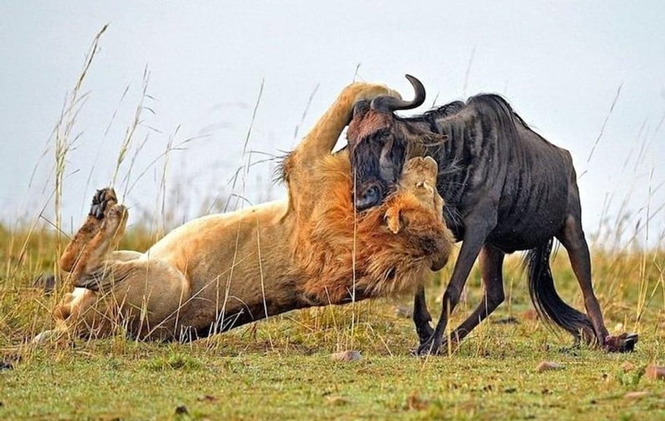 4 Days Masai Mara Camping Guided Safari From Nairobi