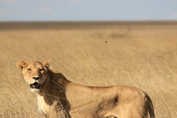 3 Days 2 Nights Serengeti and Ngorongoro Conservation Safari