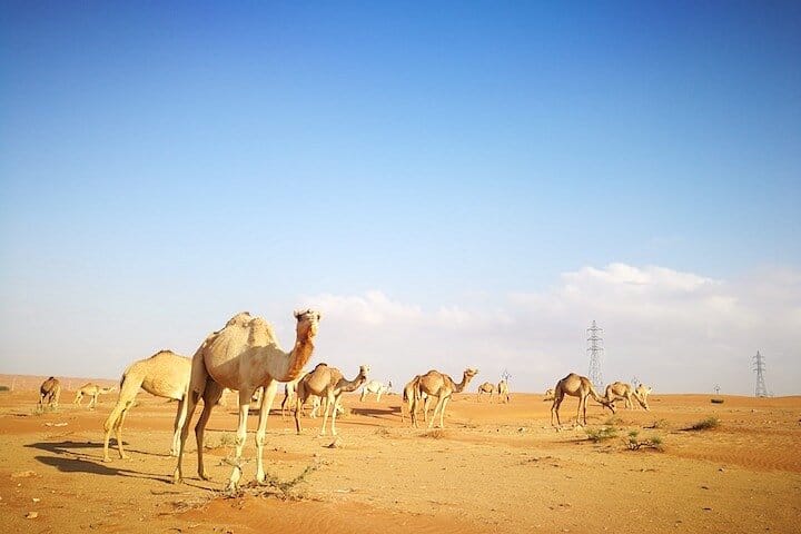 Morning Desert Safari with Camel Ride in Dubai