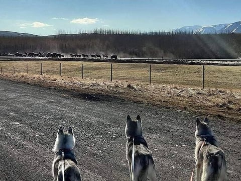 Hiking with Husky in Akureyri (private), photo 2
