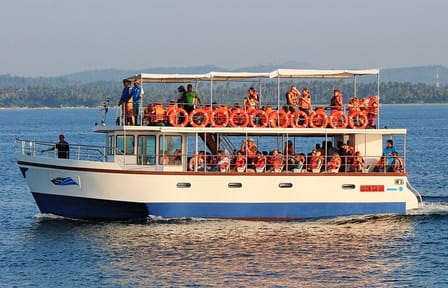 Mirissa Whale Watching Tour From Galle