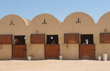 Horseback Riding Adventure on Hurghada Beach